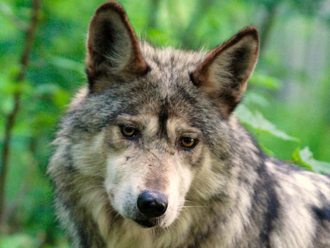 Mexican Gray Wolf headshot 