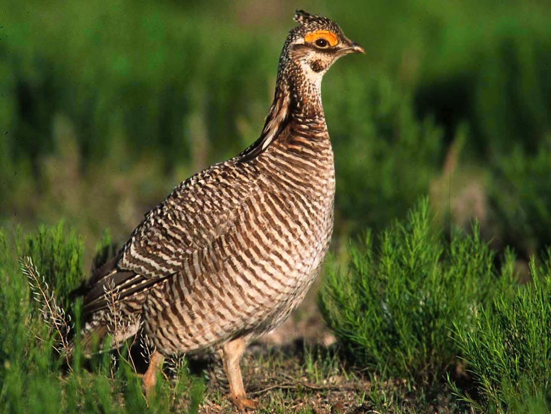 Female lesser prairie chicken in field