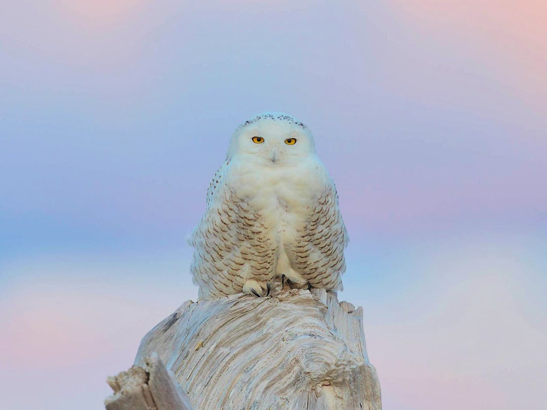 Snowy Oil perching on a log during pastel sunset