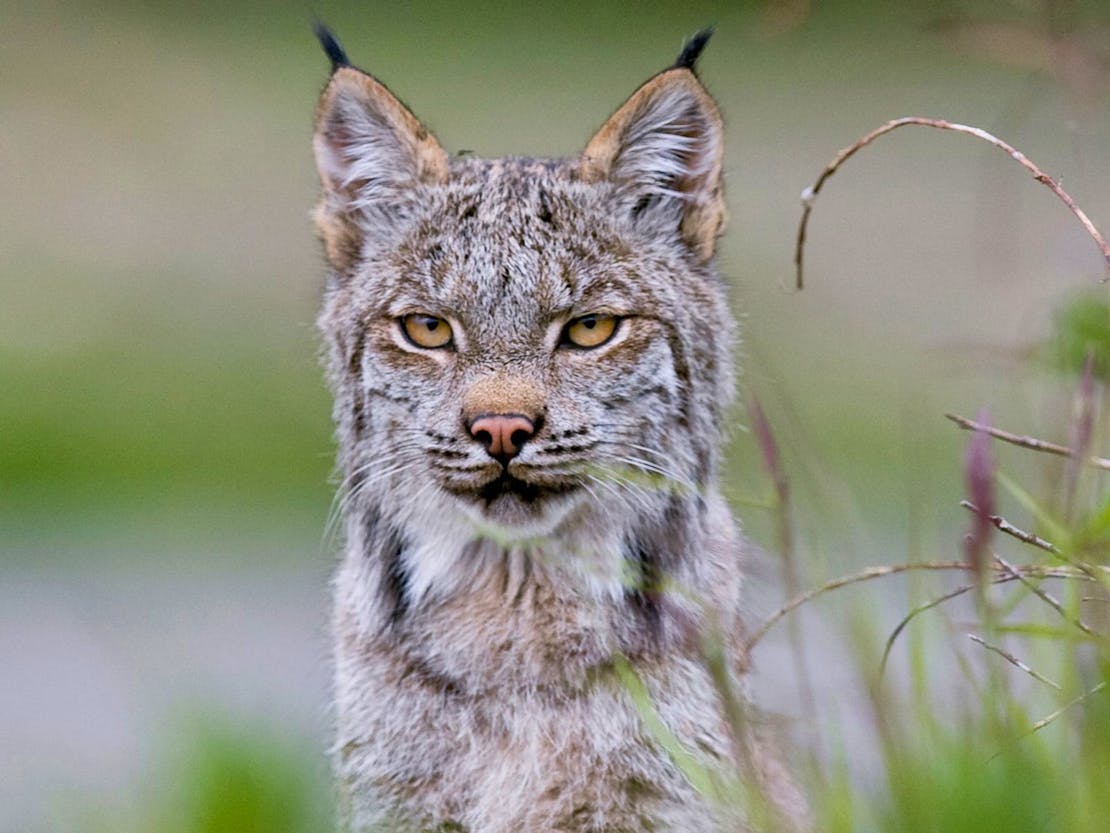 A lynx in Denali National Park and Preserve watches intently.