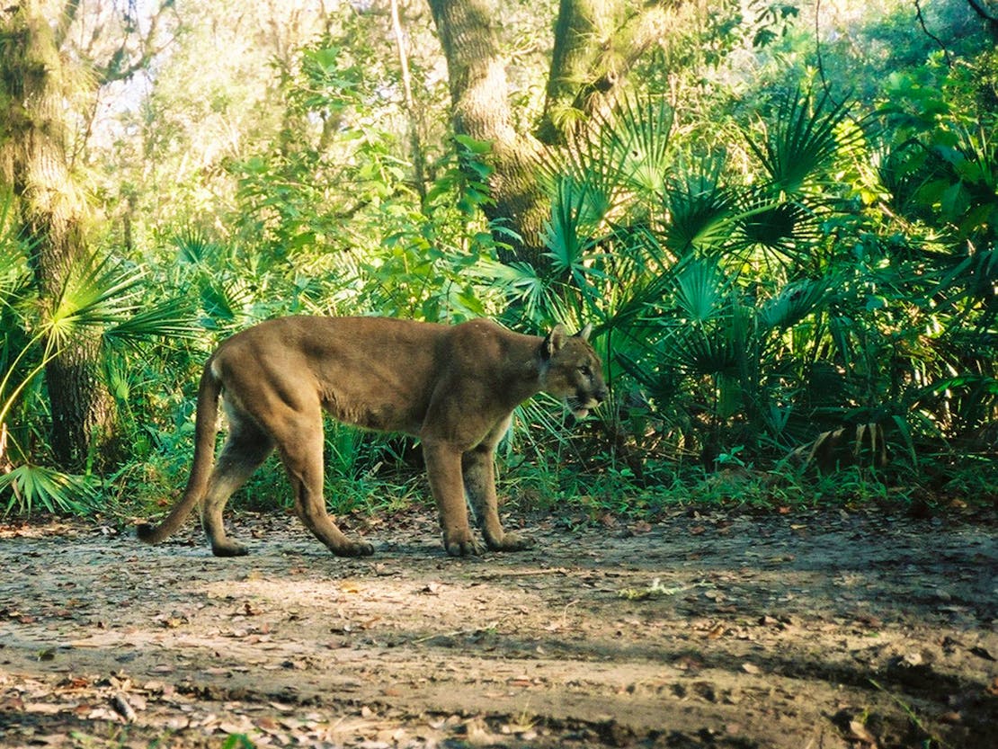 Florida Panther walking through forest