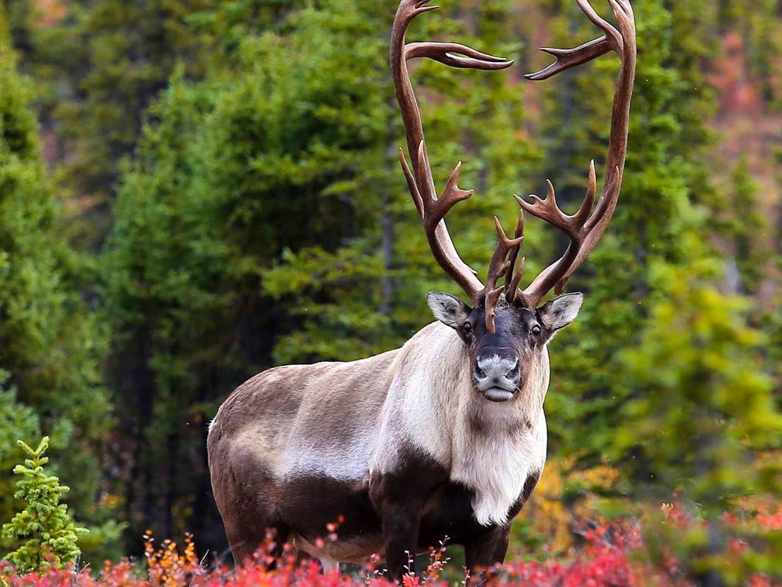 Caribou with Fall Foliage