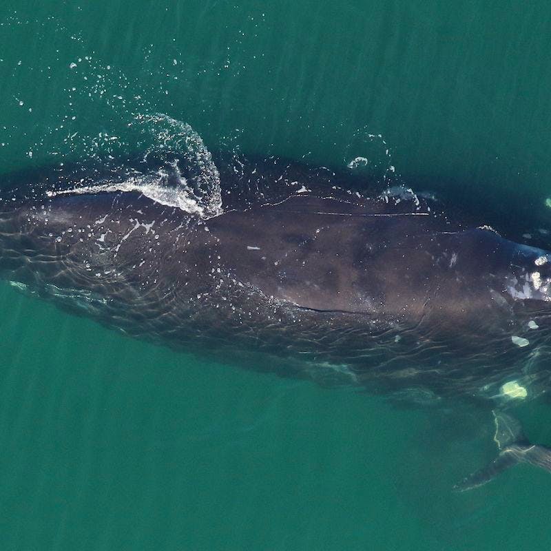 North Atlantic Right Whale mother and calf swimming in water