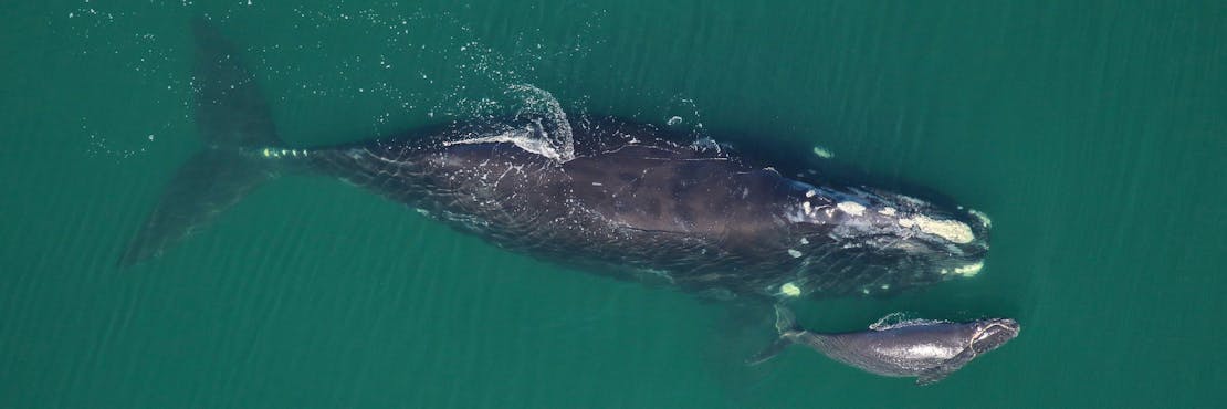 North Atlantic Right Whale mother and calf swimming in water