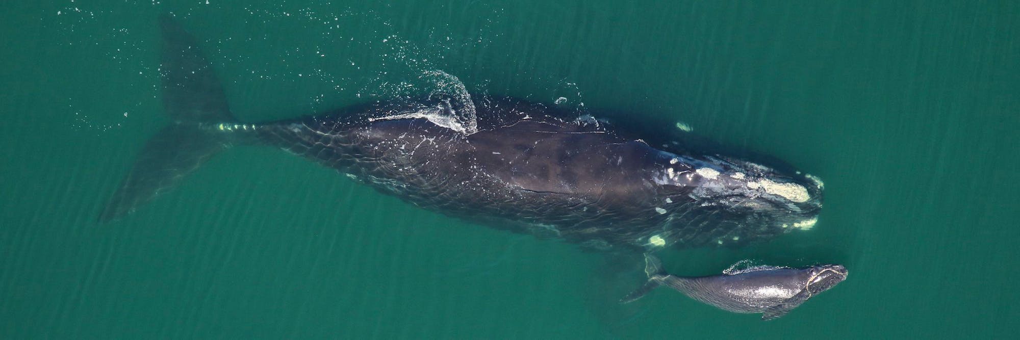 North Atlantic Right Whale mother and calf swimming in water