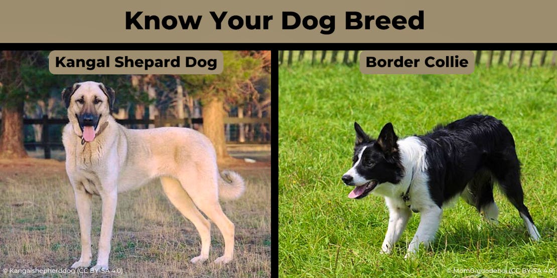 know your dog graphic