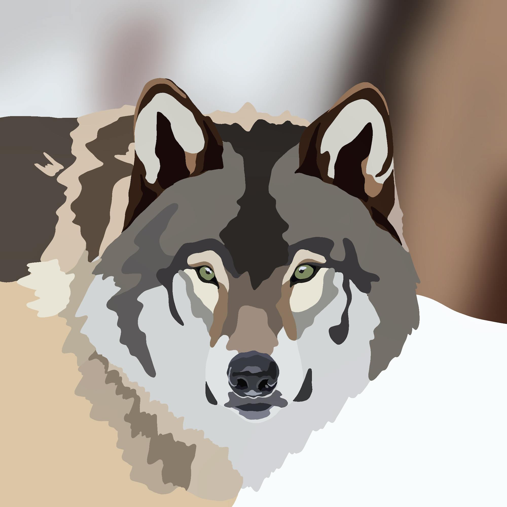 wolf illustration, schneider