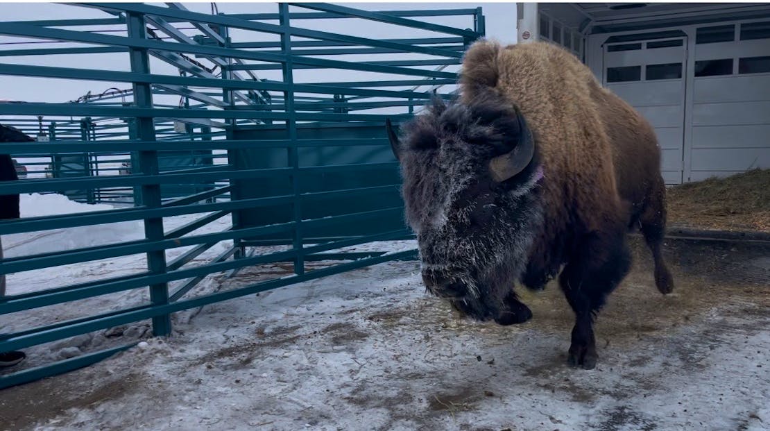 Mosquito first nation bison transfer release Chamois Andersen