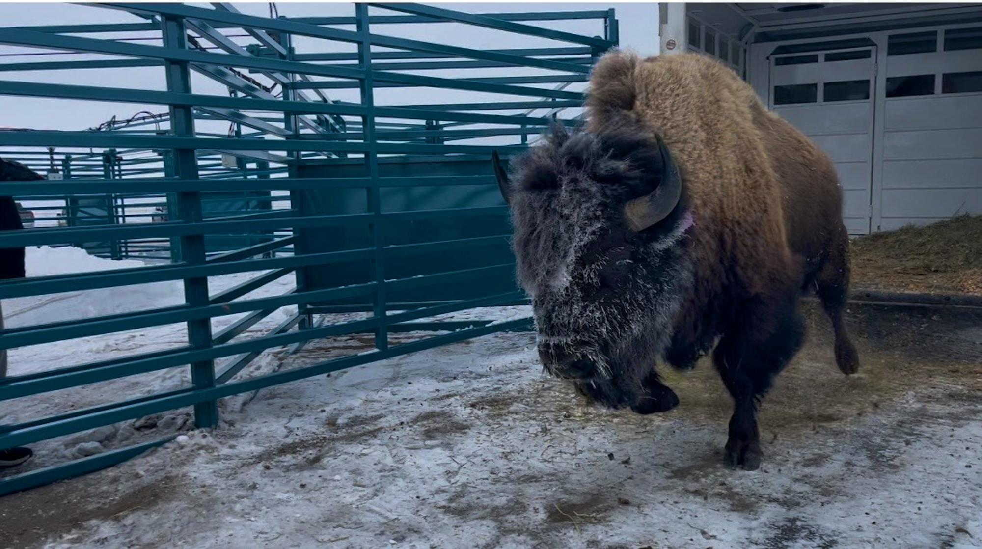 Mosquito first nation bison transfer release Chamois Andersen