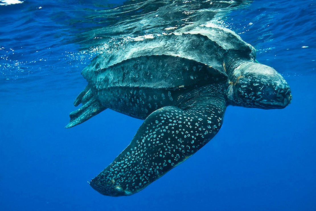 Pacific Leatherback Sea Turtle