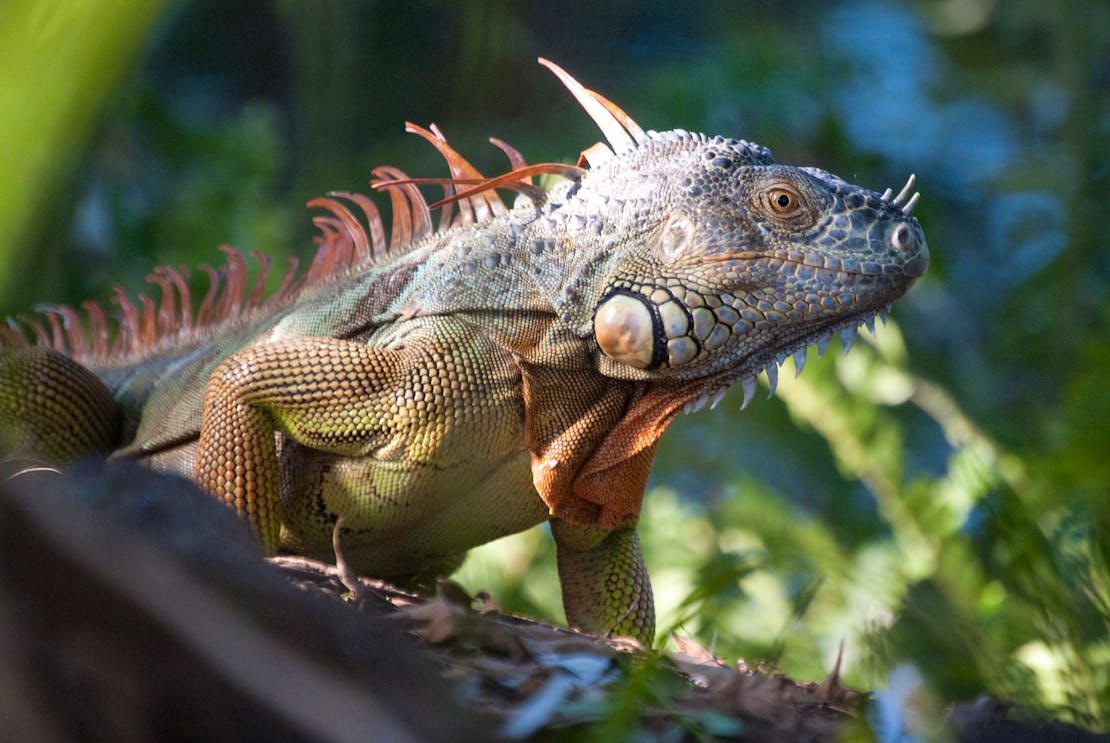 Iguana