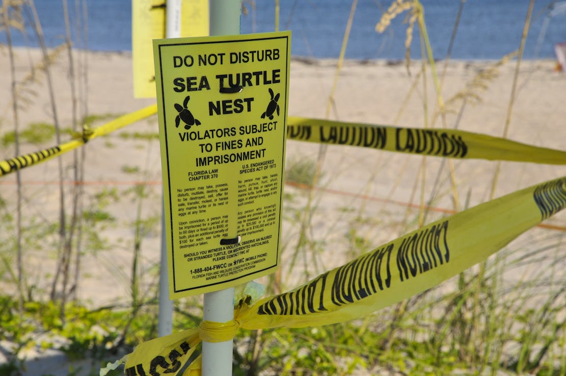 Sea turtle nest