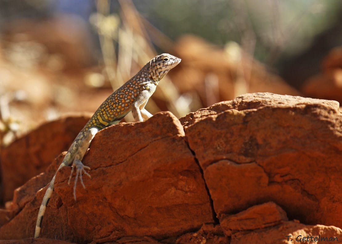 Greater Earless Lizard