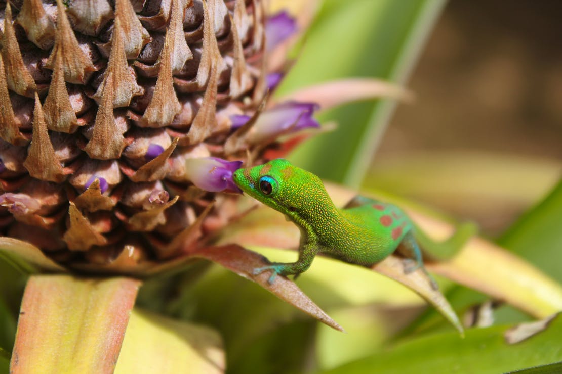 Gecko feeding