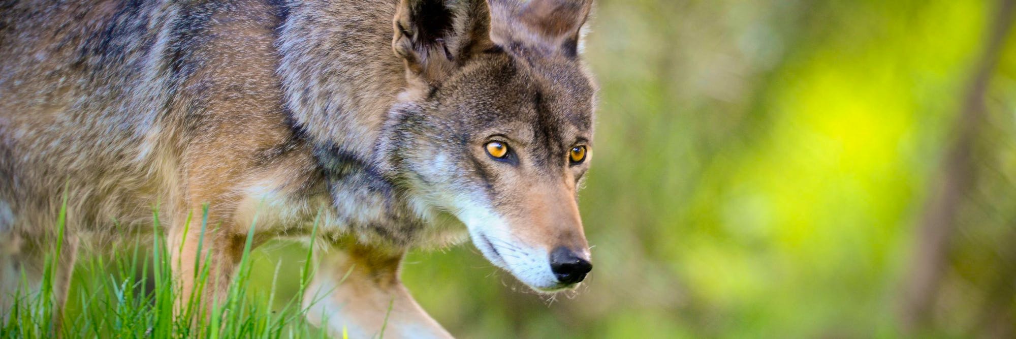 Red Wolf walking