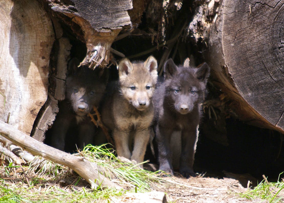 Wolf pups oregon