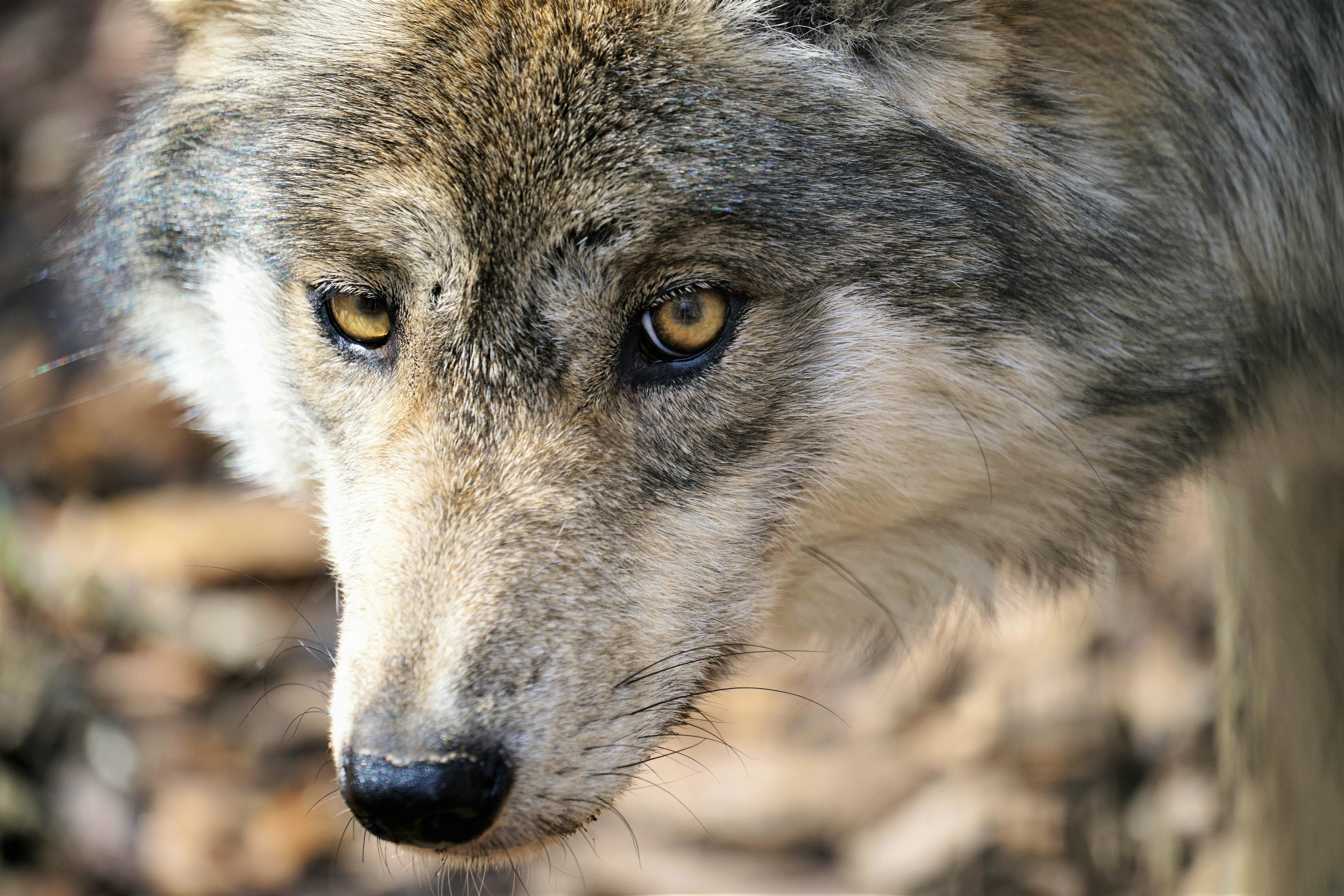 2015.02.11 - Mexican Gray Wolf Stare - Rebecca Bose - Wolf Conservation Center.JPG