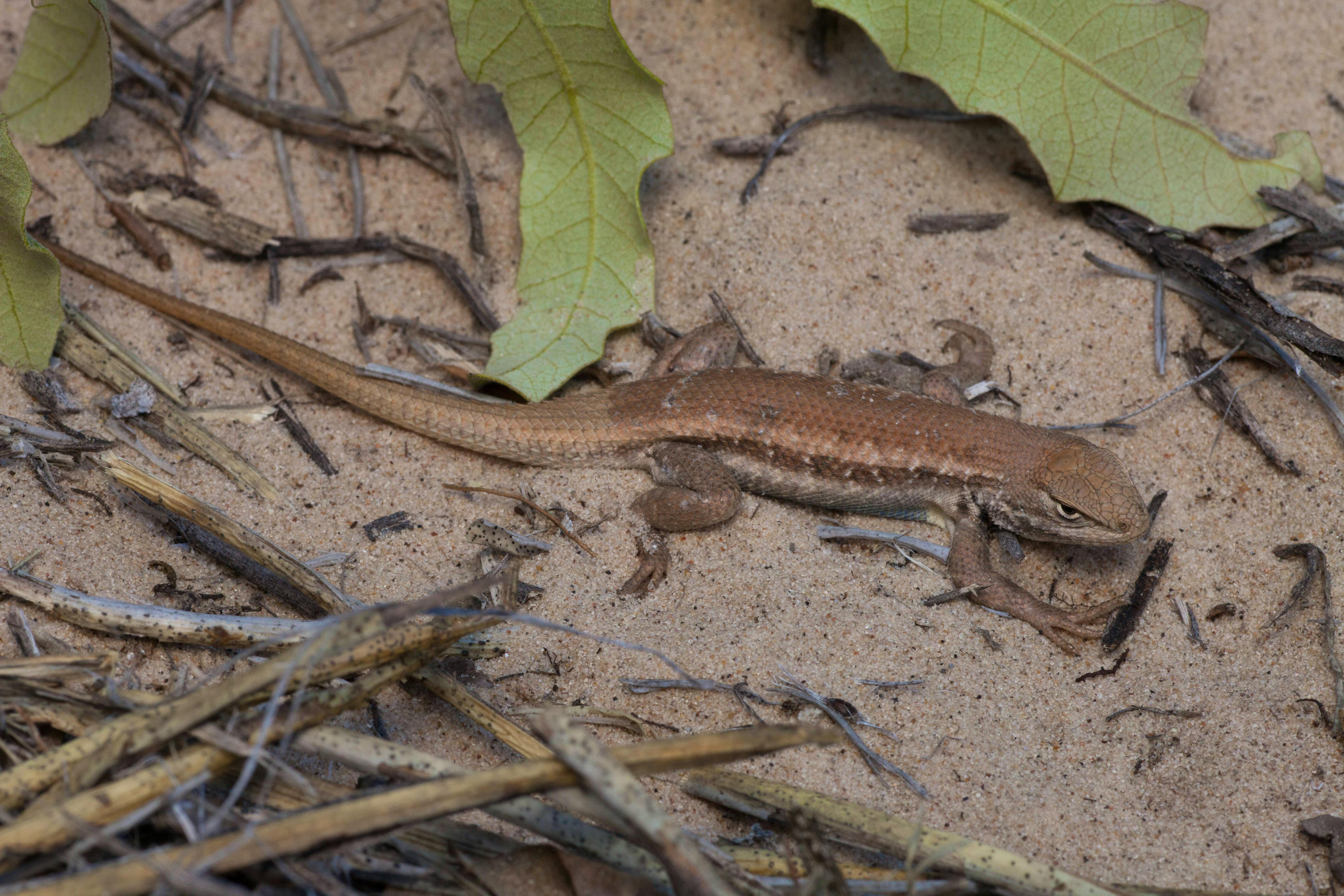 dunes sagebrush lizard