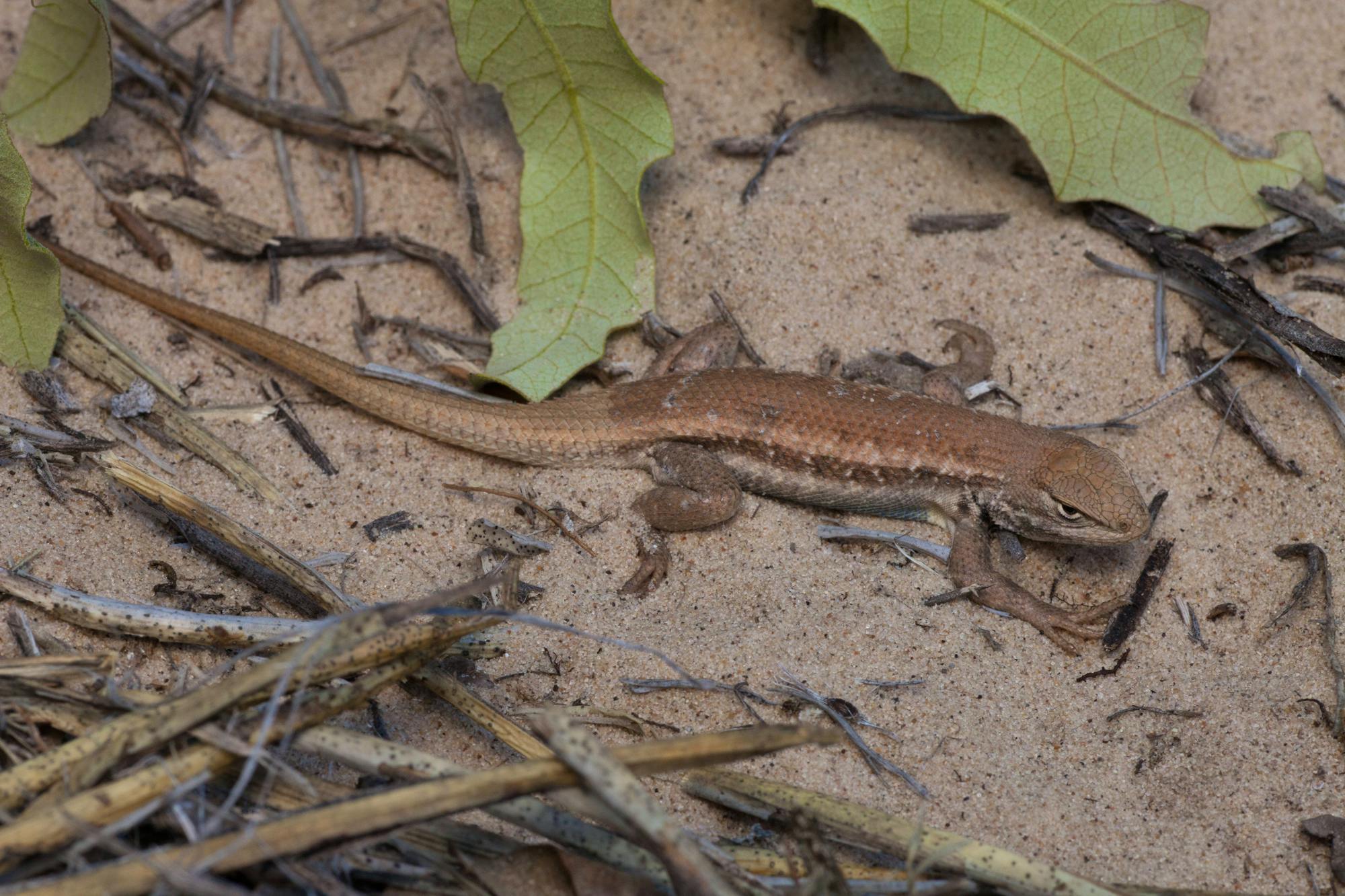 dunes sagebrush lizard