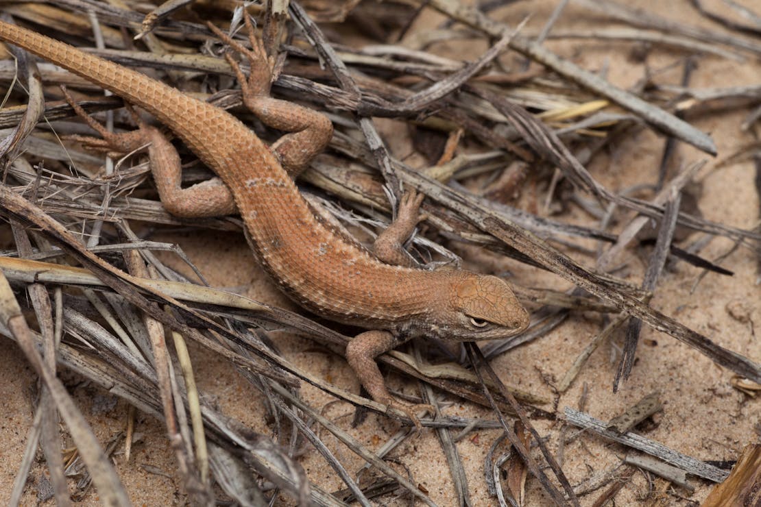 dunes sagebrush lizard