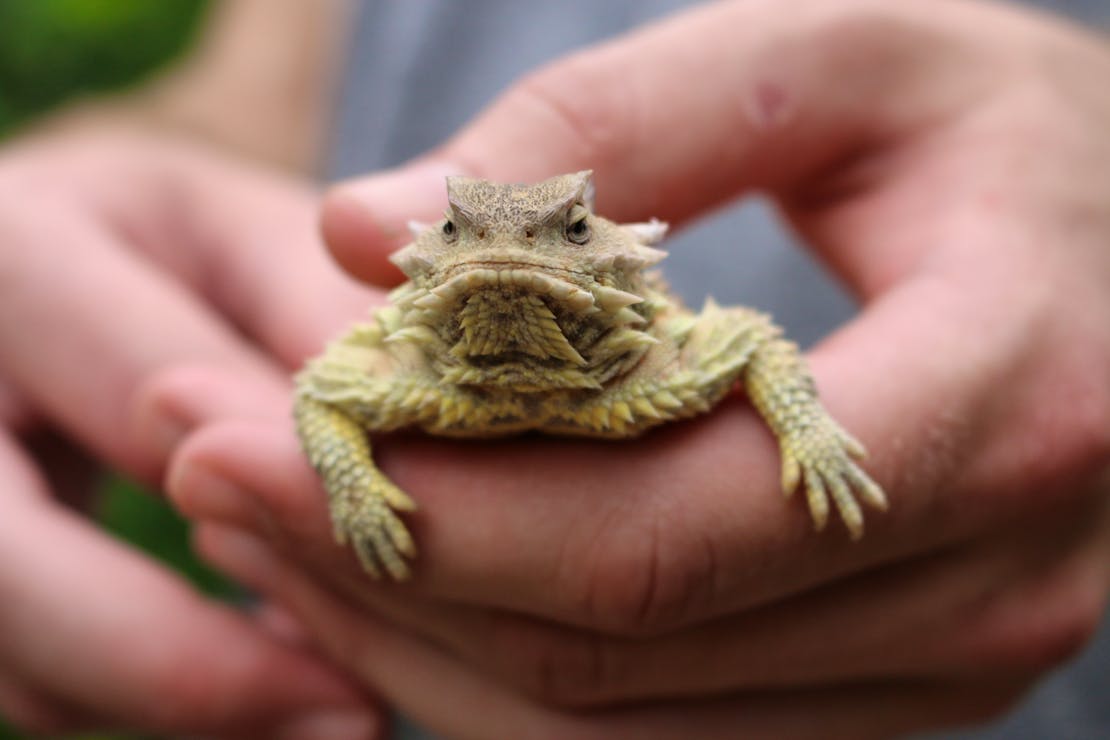 Horned Lizard