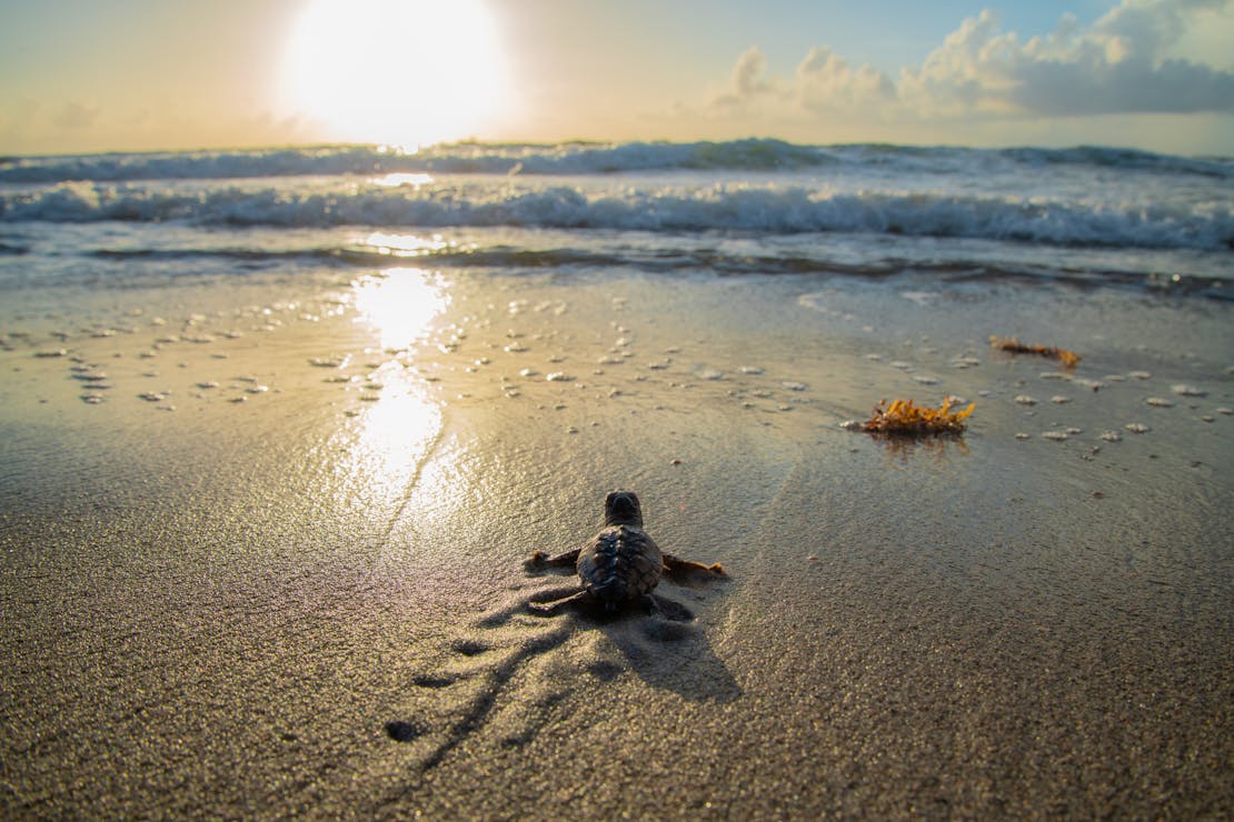 sea turtle hatchling