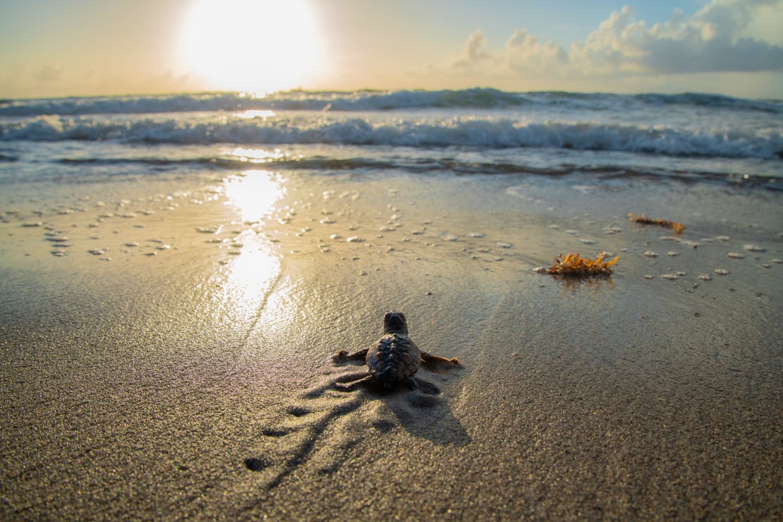 sea turtle hatchling