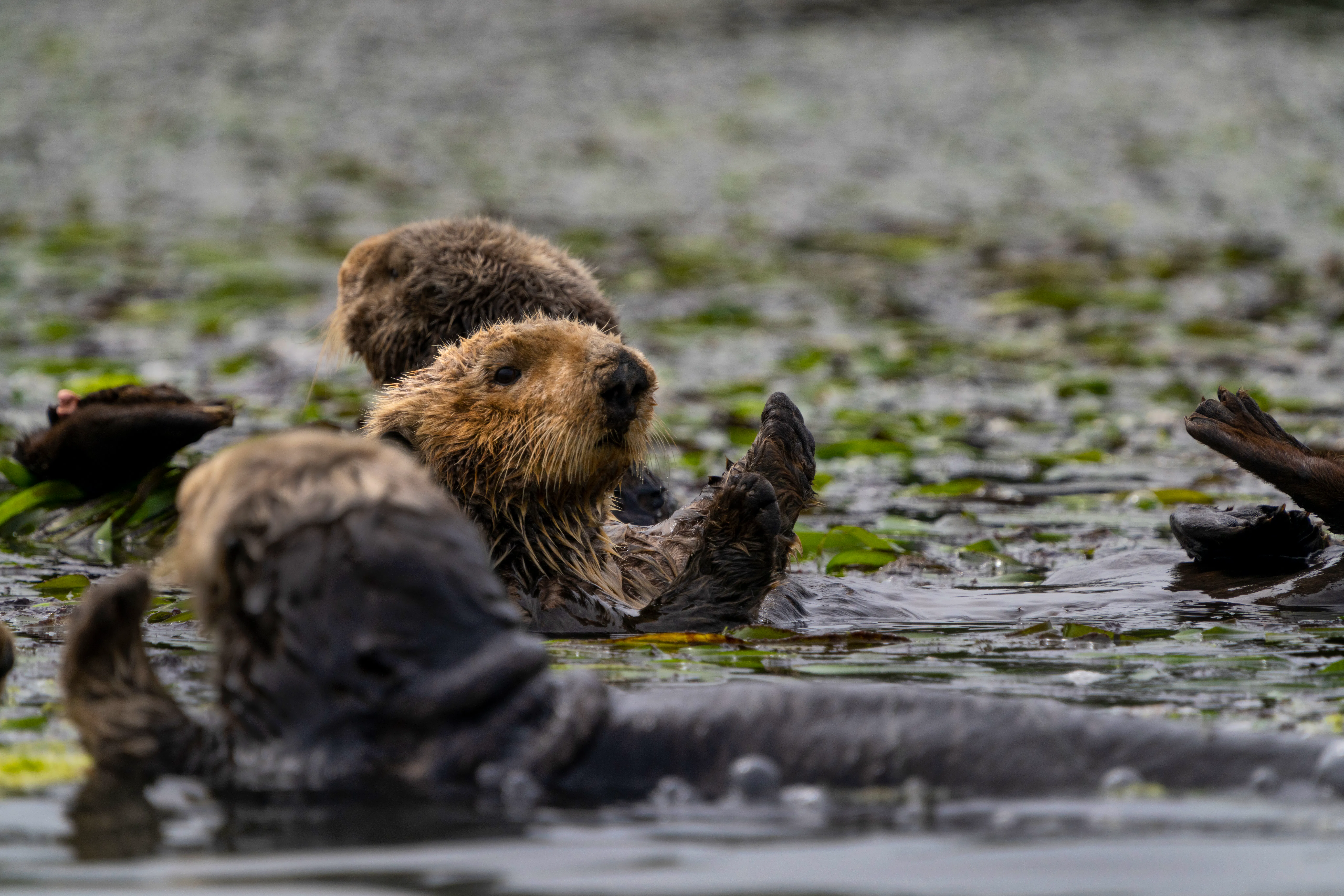 sea otter 