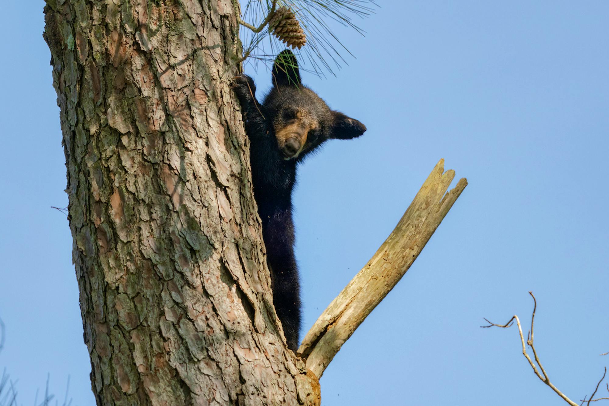 baby bear climbing a tree