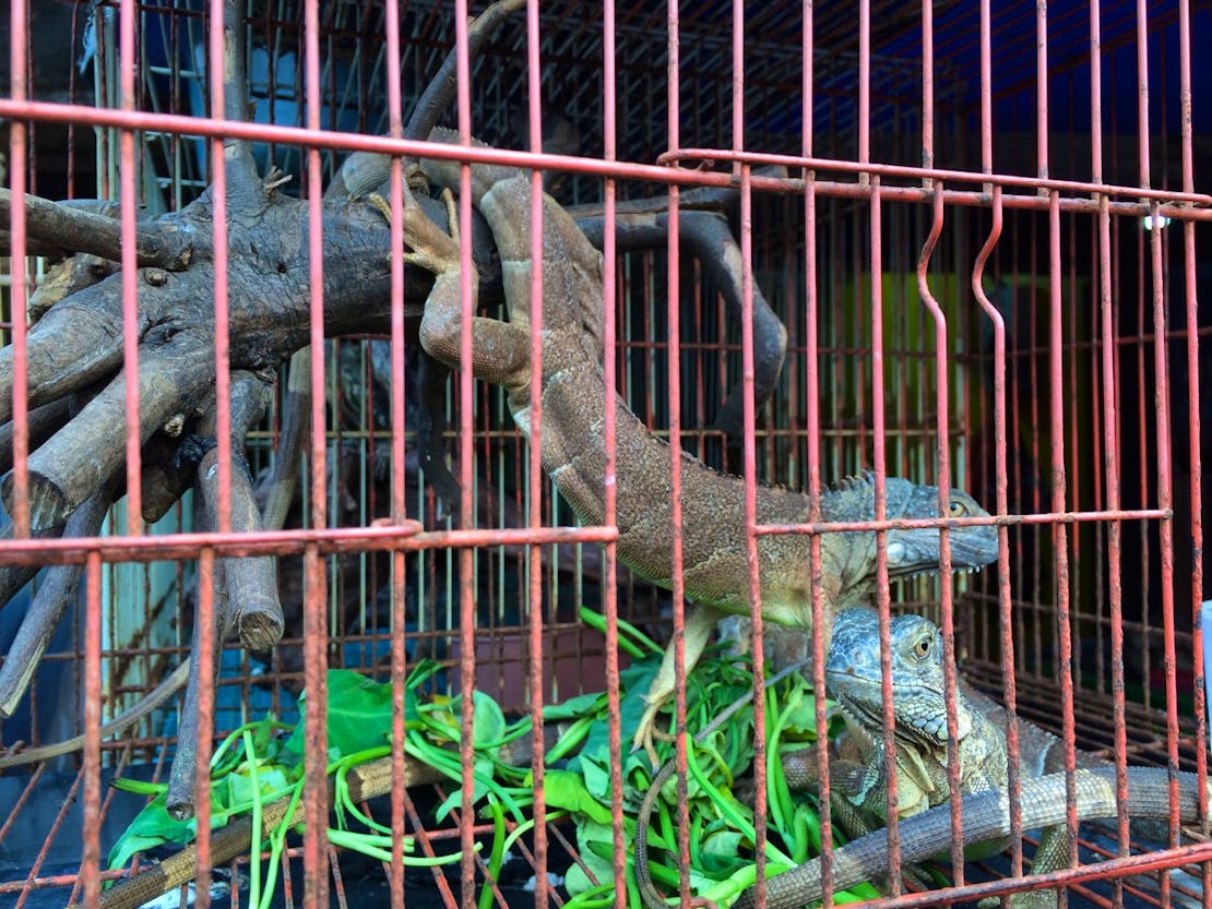 Iguana in Cage 