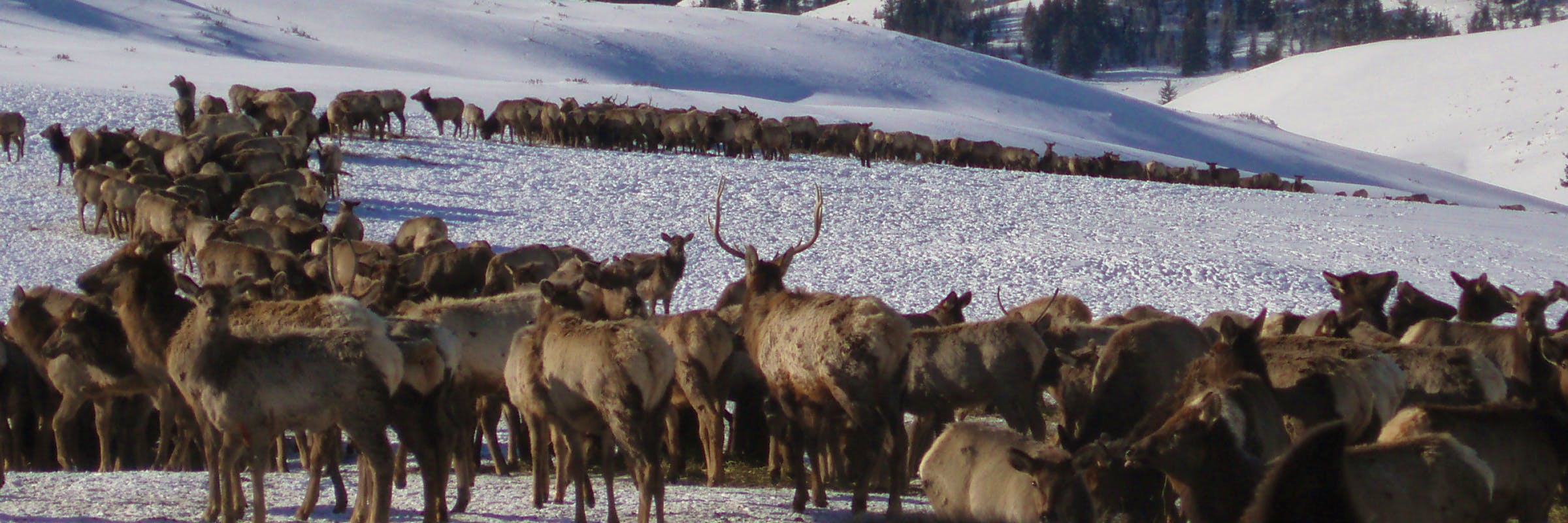 elk header 2 