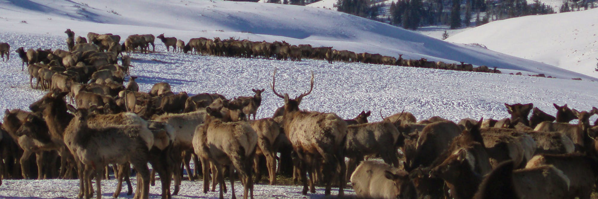 elk header 2