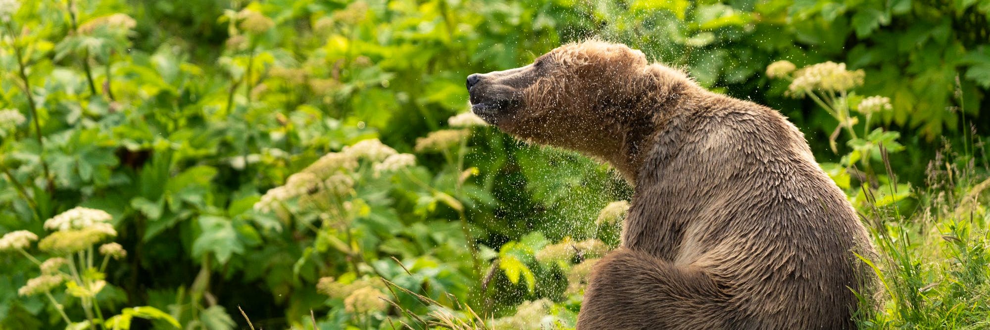 brown bear header