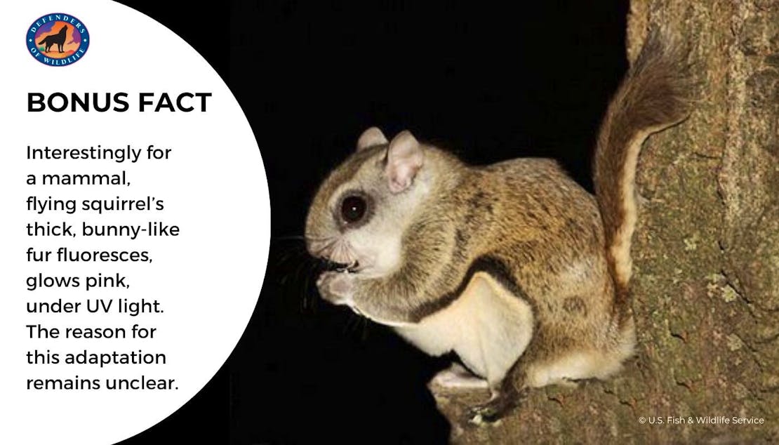 flyign squirrel graphic