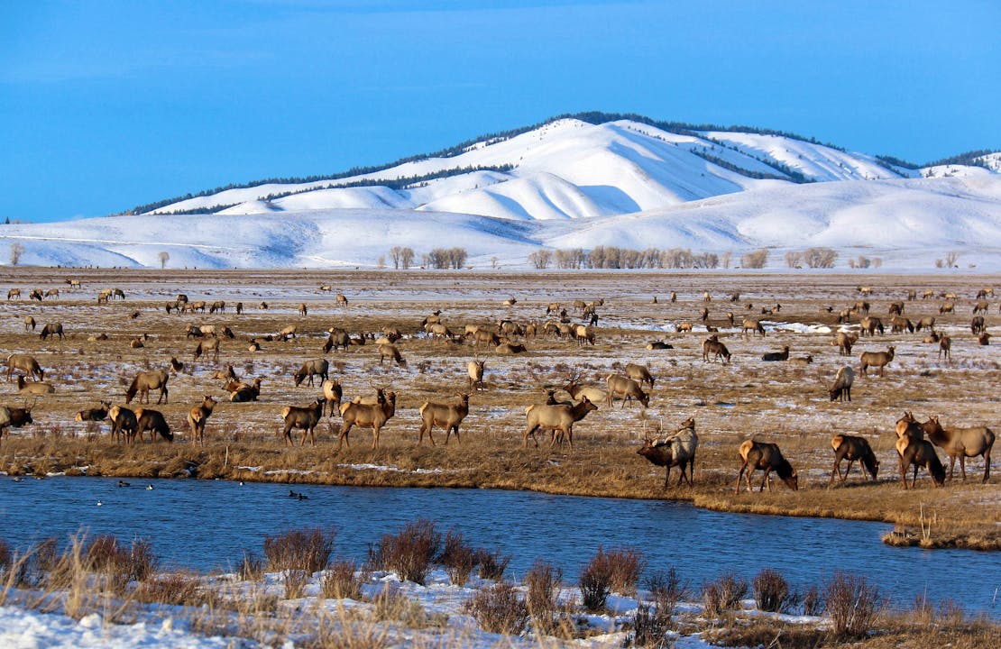 elk refuge