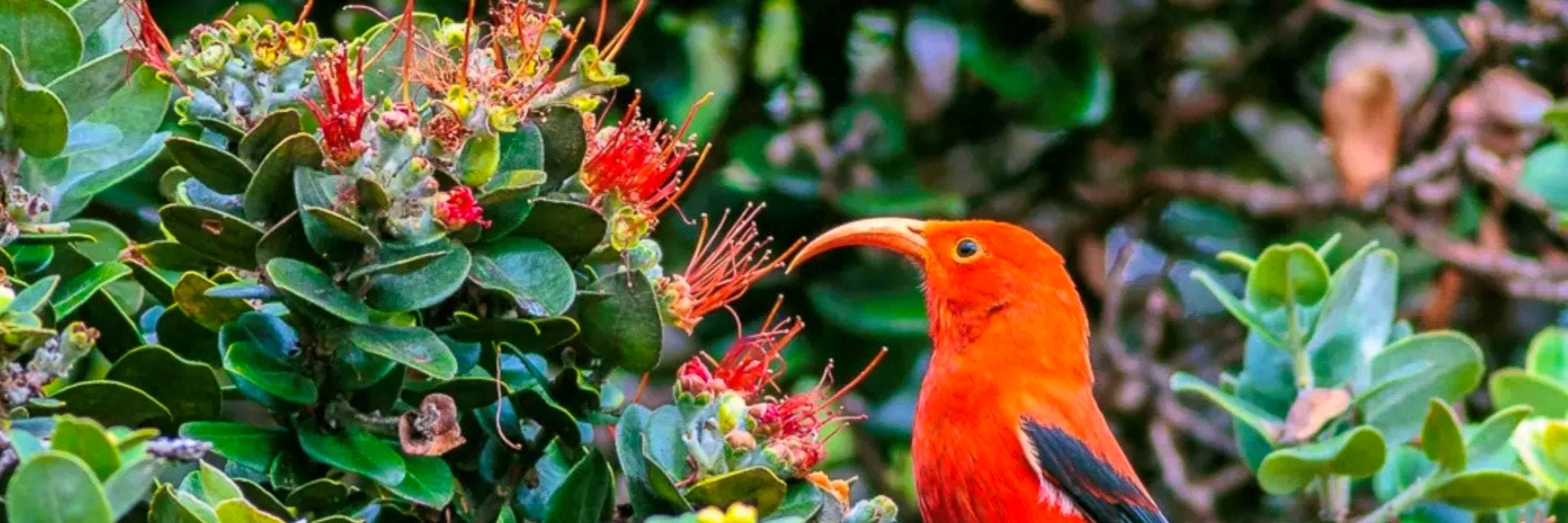 i'iwi red bird on green plants