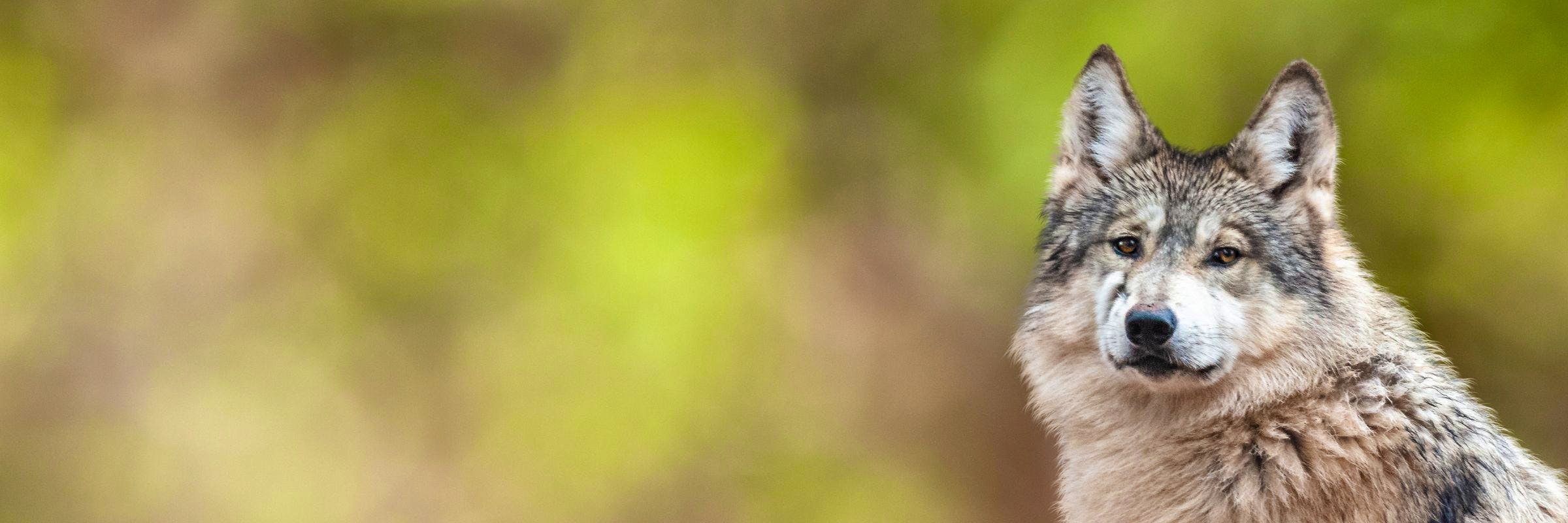 Young critically endangered Mexican Grey Wolf lying on rocks looking forward at camera.