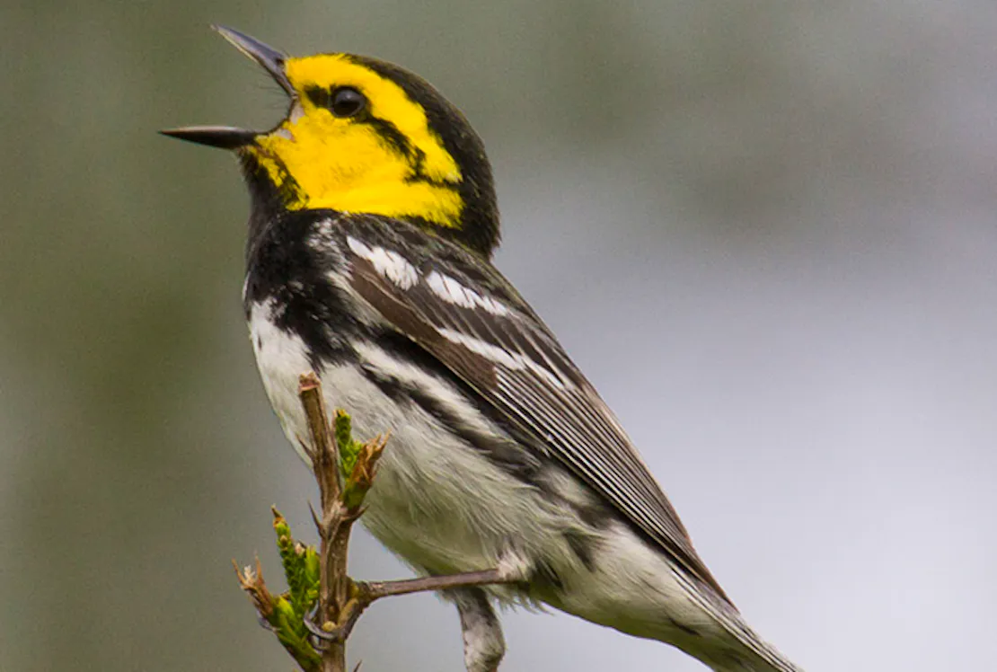 Golden cheeked warbler