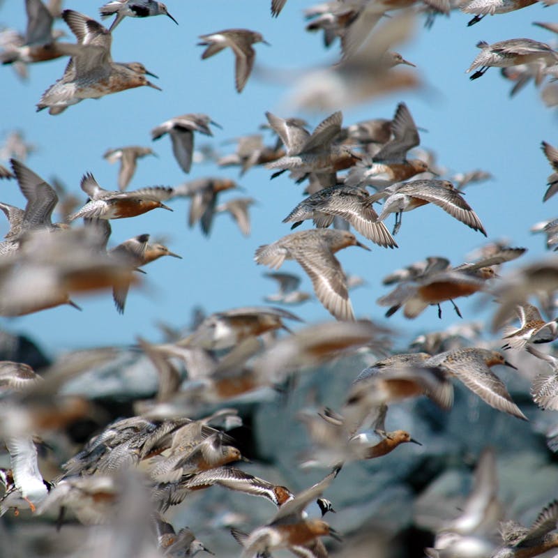 Rufa red knot