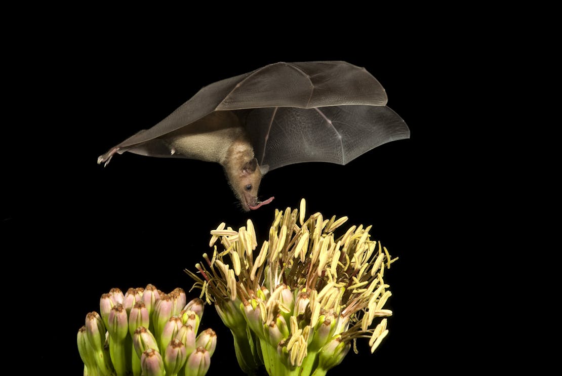 Lesser Long-Nosed Bat