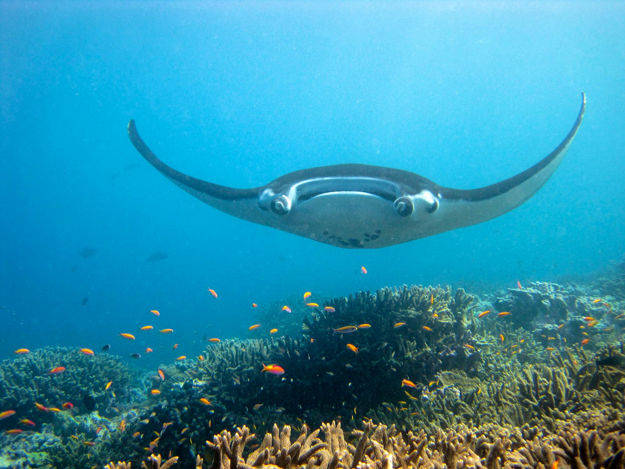2012.03.13 - Manta Ray Gliding Over a Reef - Kevin Lino - NOAA.jpg
