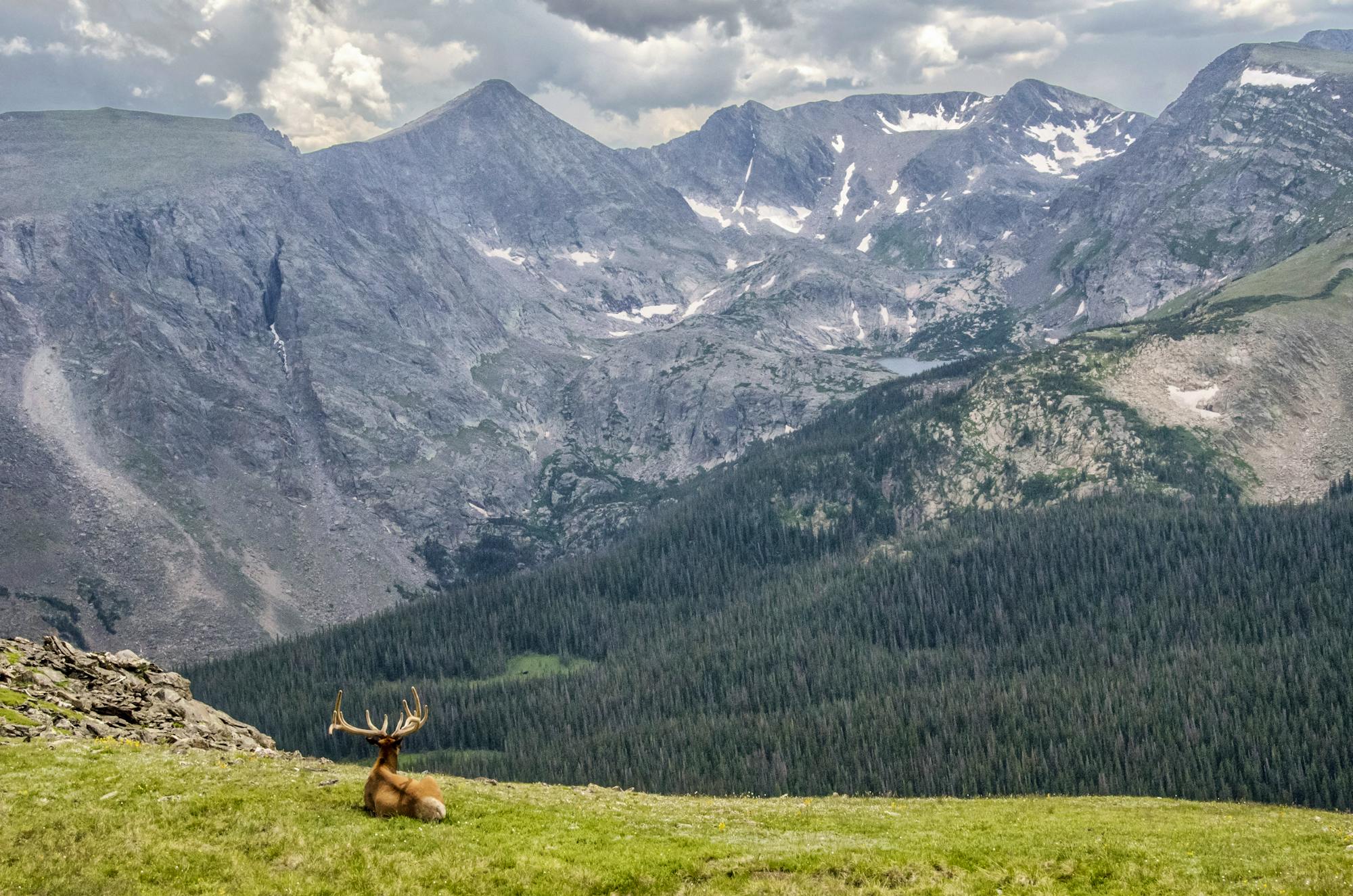 elk landscape