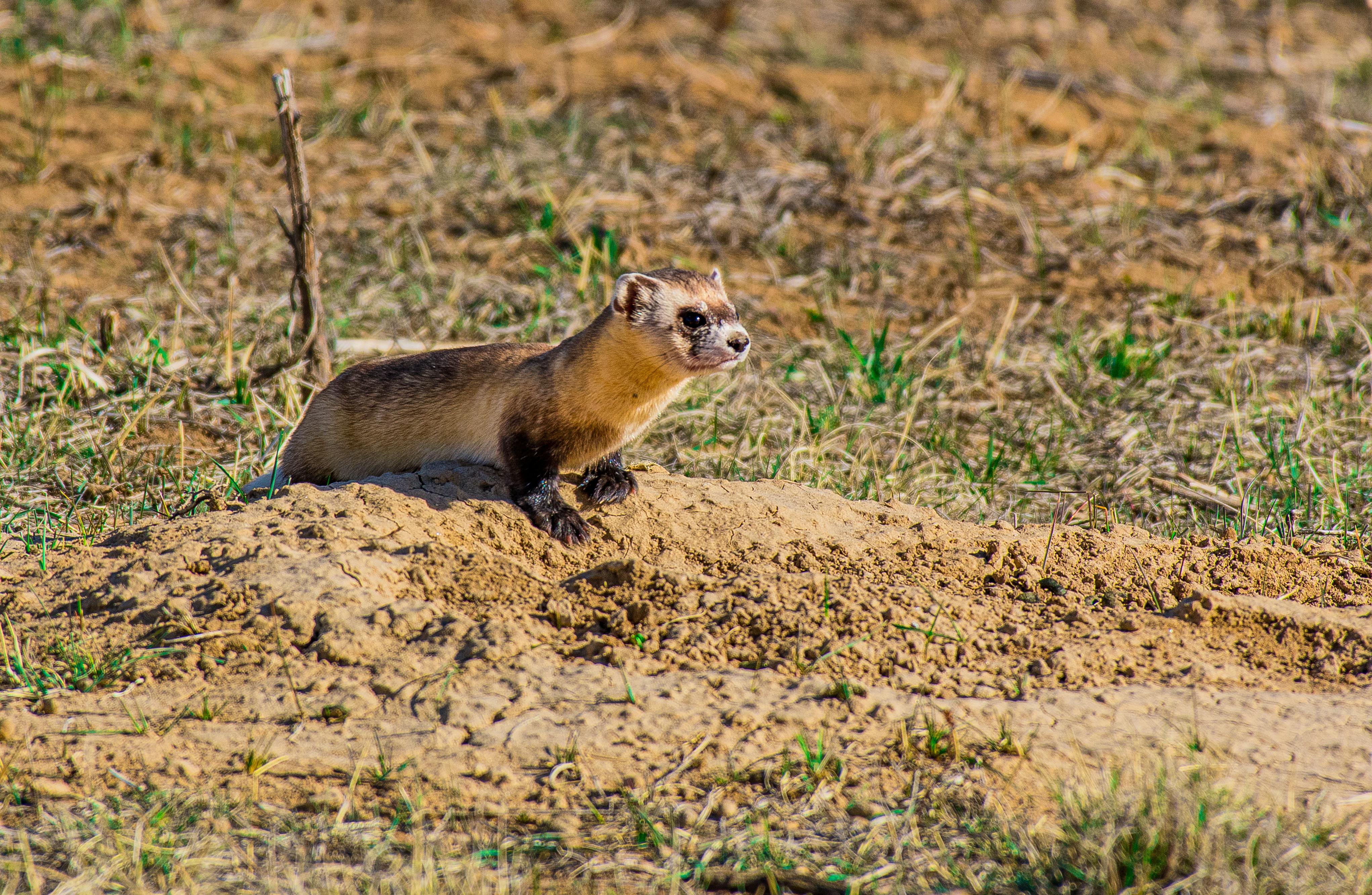 black footed ferret