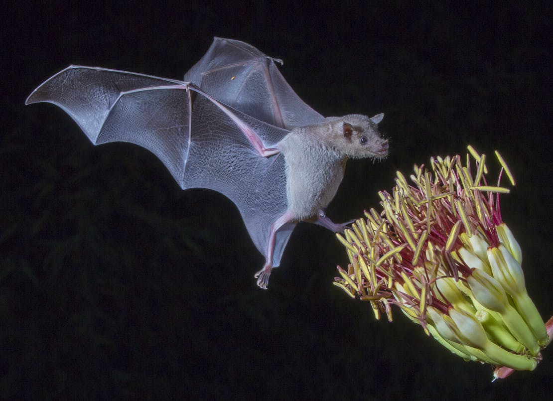 lesser long nosed bat