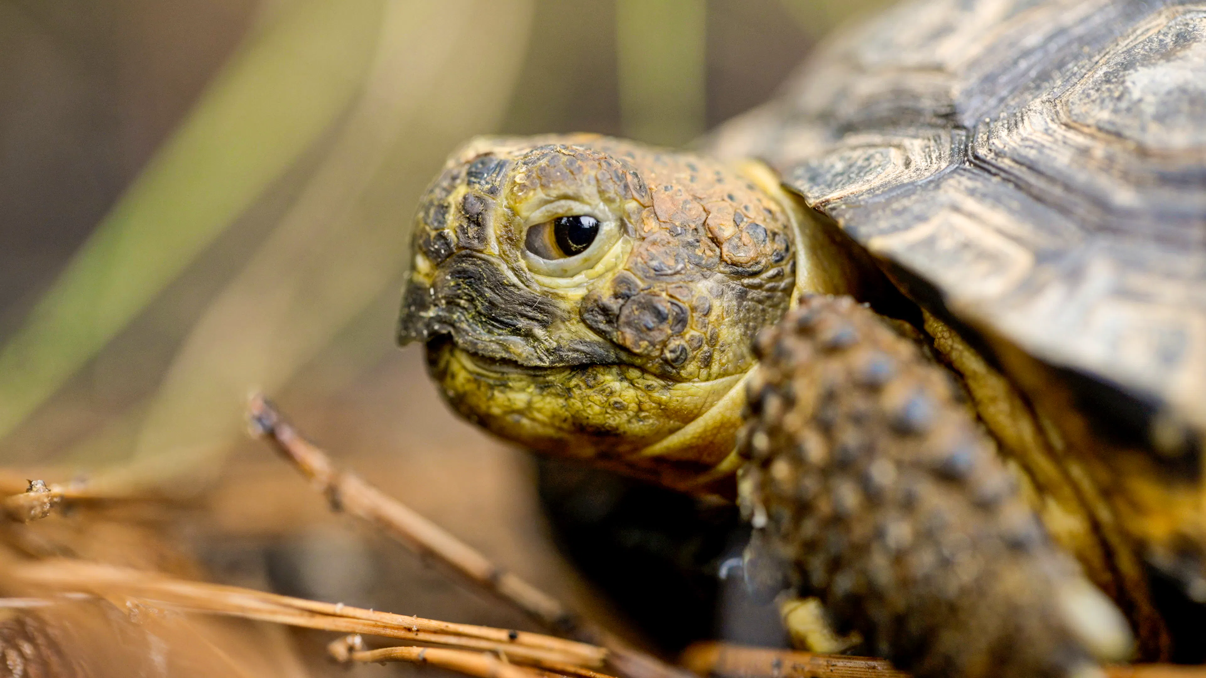 Gopher Tortoise Side Profile