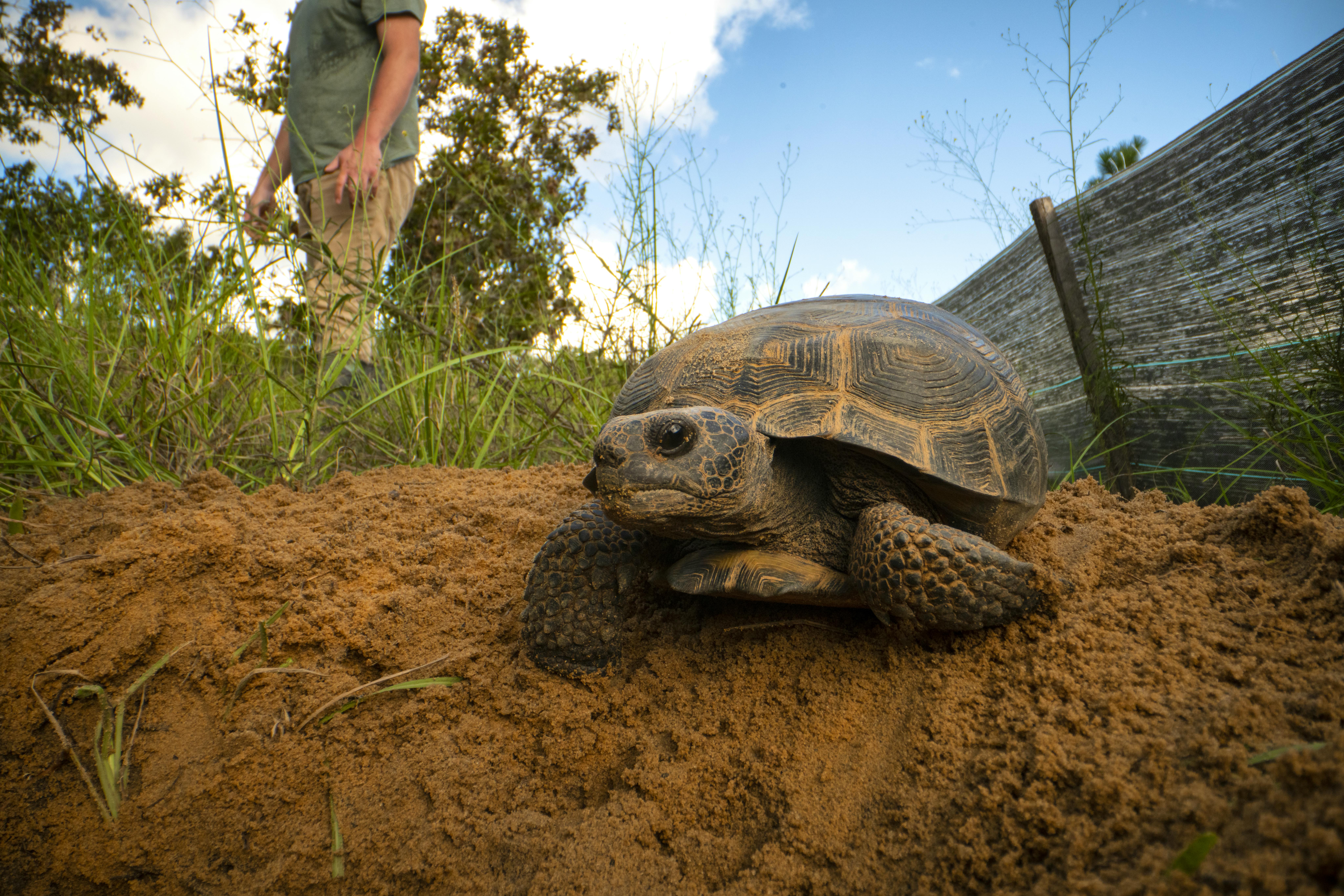Gopher Tortoise 