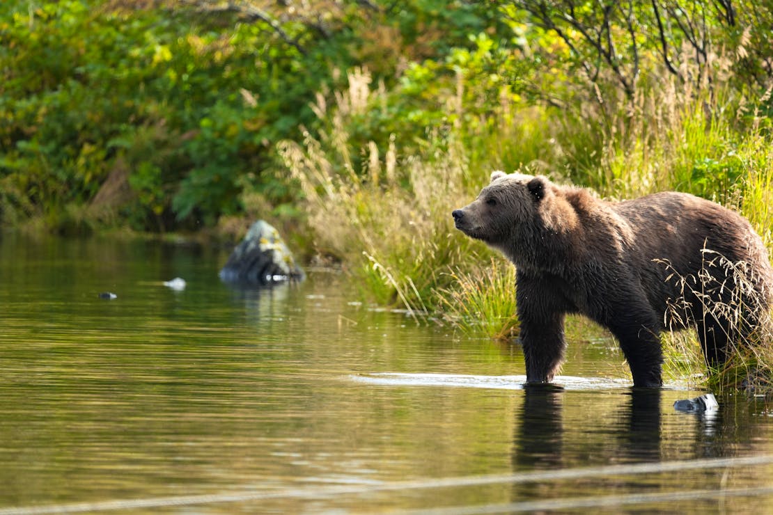Kodiak bear