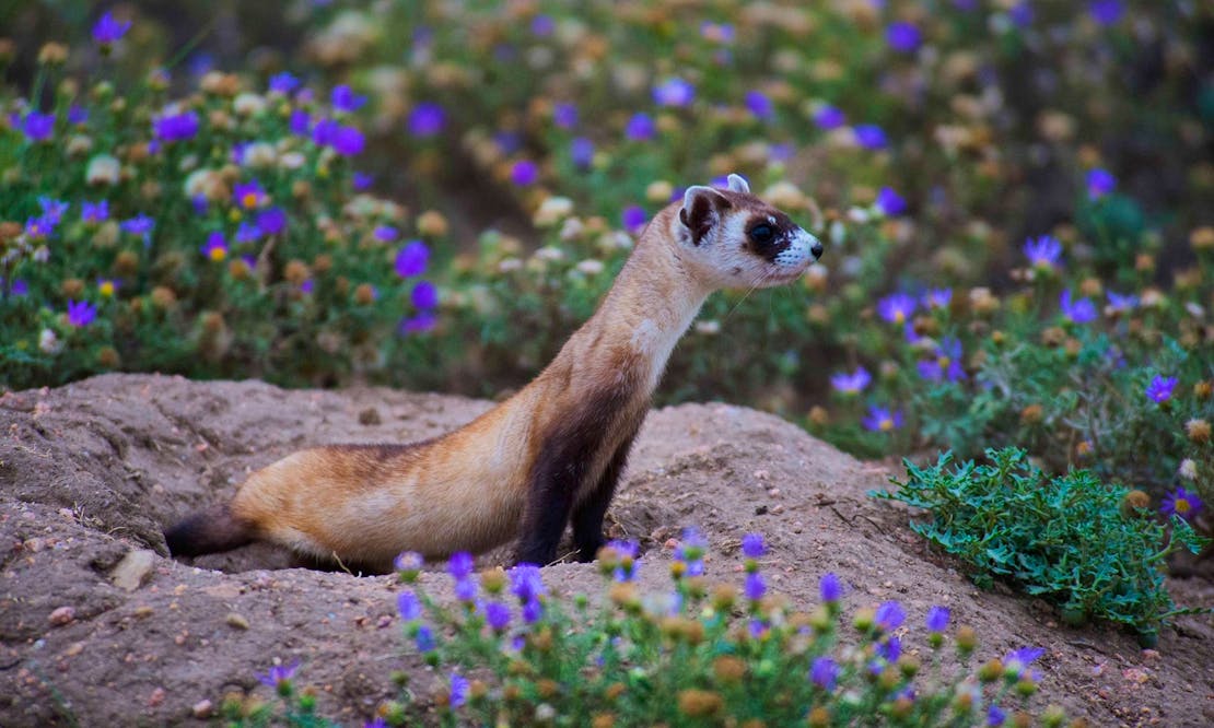 Black-Footed Ferret