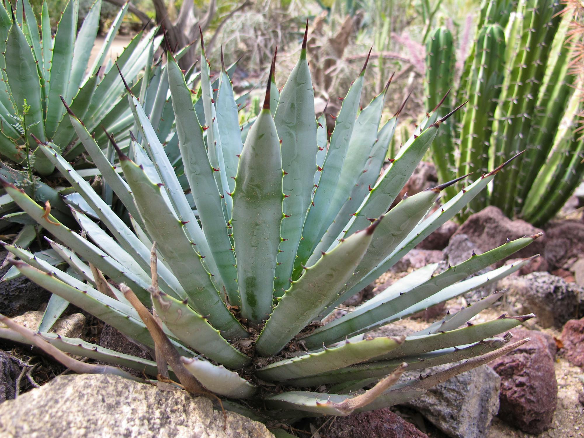 agave