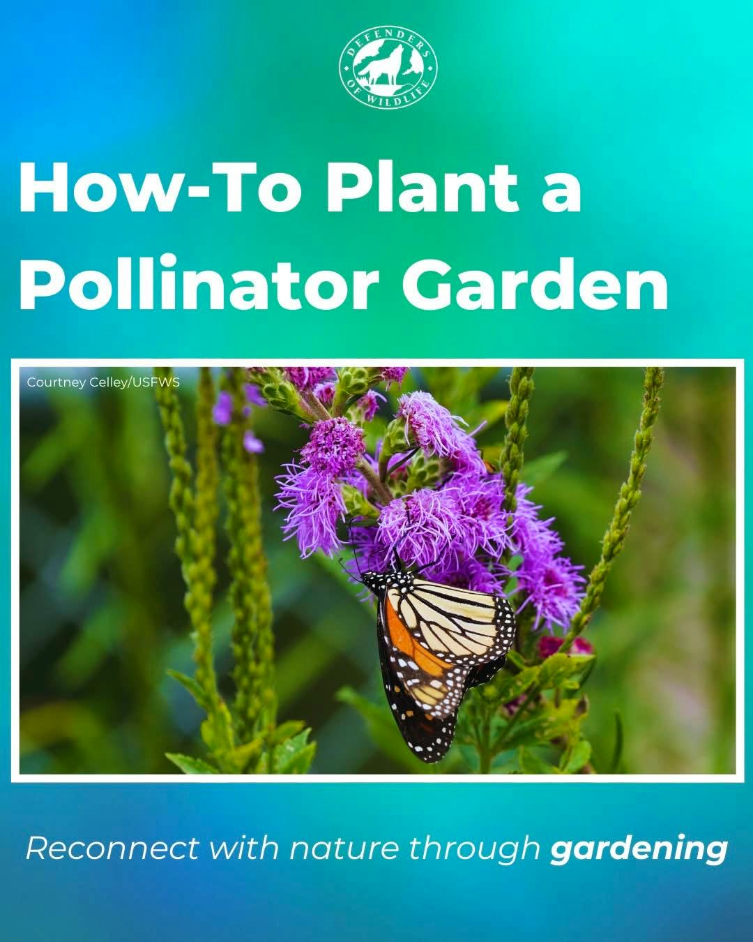 How To Plant a Pollinator Garden
